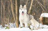 SIBERIAN HUSKY 159